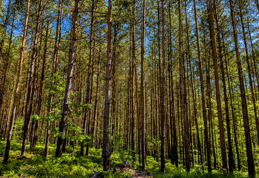 Landscape-2025.05-001